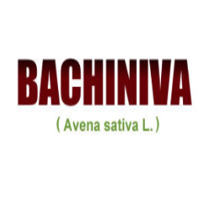 AVENA BACHINIVA