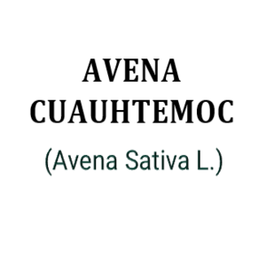 AVENA CUAUHTEMOC