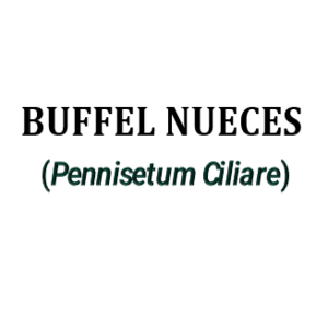 BUFFEL NUECES