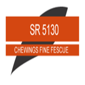 CHEWING FESCUE SR-5130