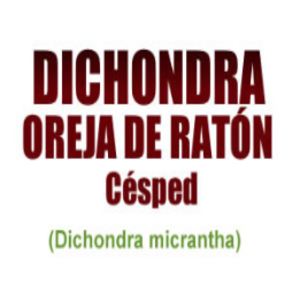 DICHONDRA