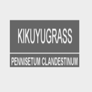 KIKUYO WHITTET