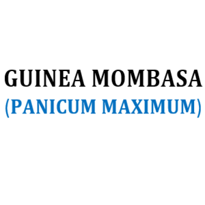 MOMBASA