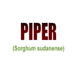 PIPER SORGO SUDAN
