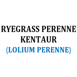 RYEGRASS CALIBRA