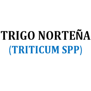 SEM. TRIGO NORTEÑA