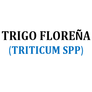 SEMILLA DE TRIGO FLOREYA