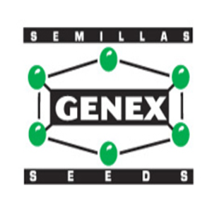 SORGO GRANO GENEX - 945 M