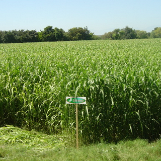 Sorgo Forrajero