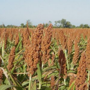 Sorgos Para Grano