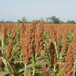 Sorgo para Grano