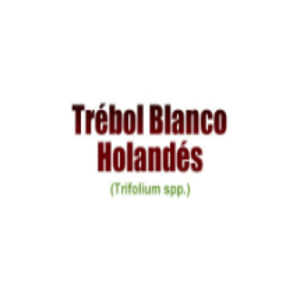 TREBOL BLANCO HOLANDES